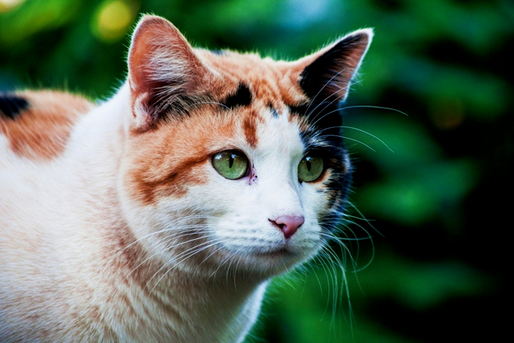 Selective Focus of Cat Head