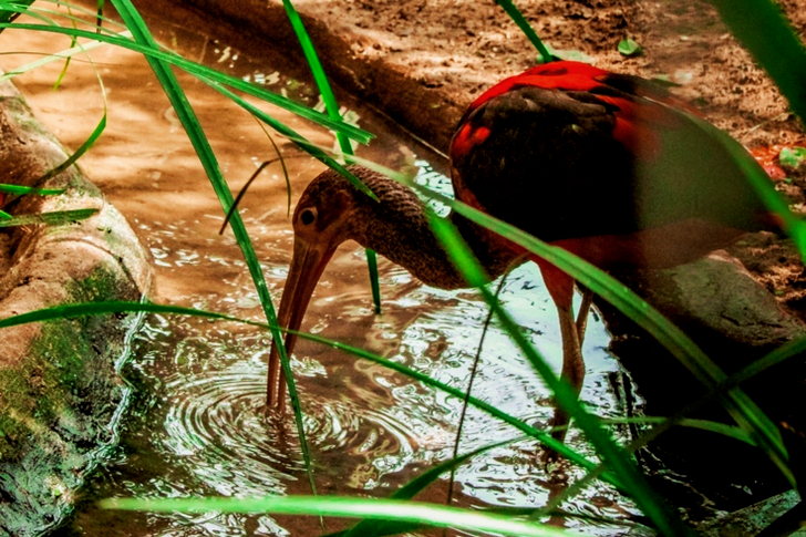 Svart og rød Ibis-fugl som står på en klar vannmasse