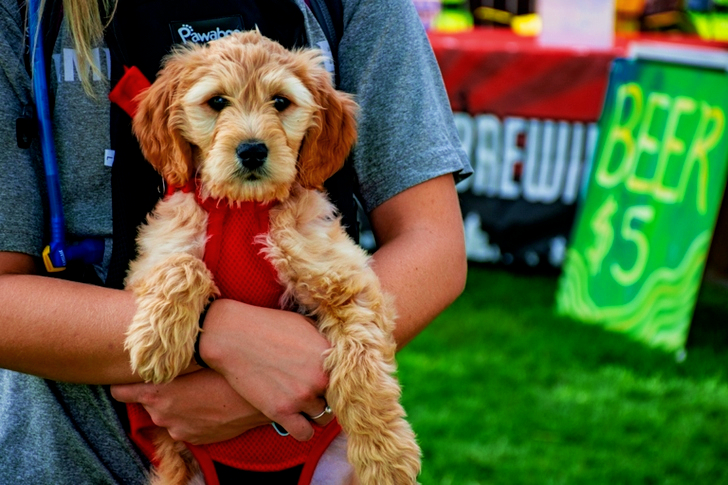 Person Carrying Long-coated Tan Puppy