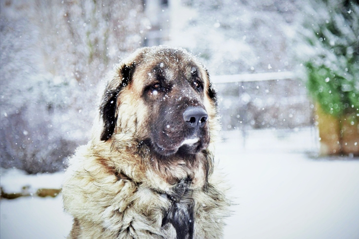 Adult Fawn Kangal