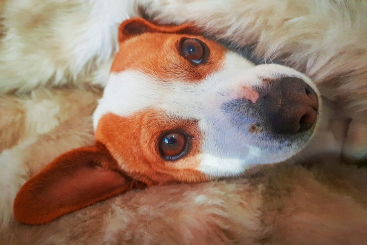 Short-coated White and Tan Puppy