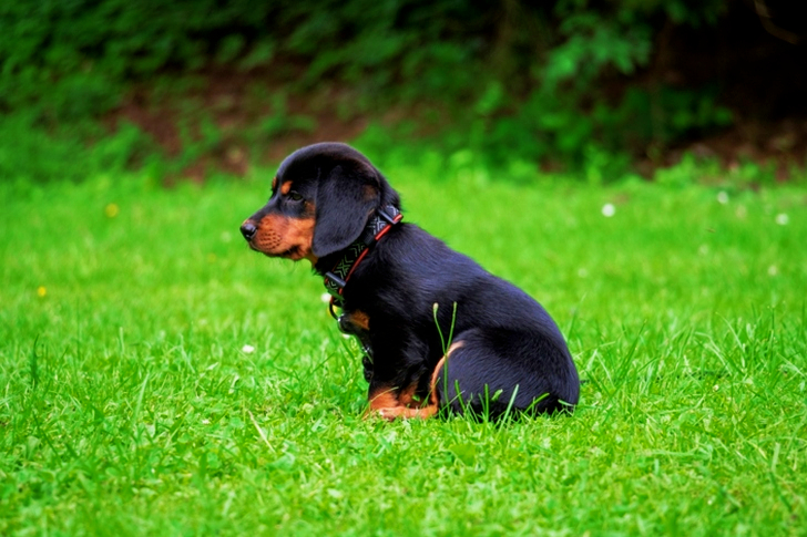 Black and Brown Rottweiler Puppy