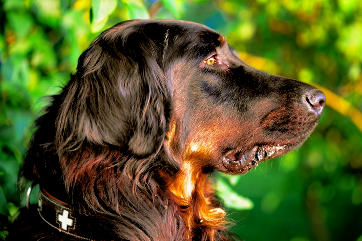 Selective Focus of Gordon Setter