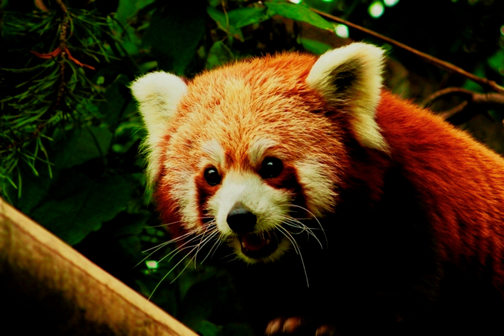Red Panda