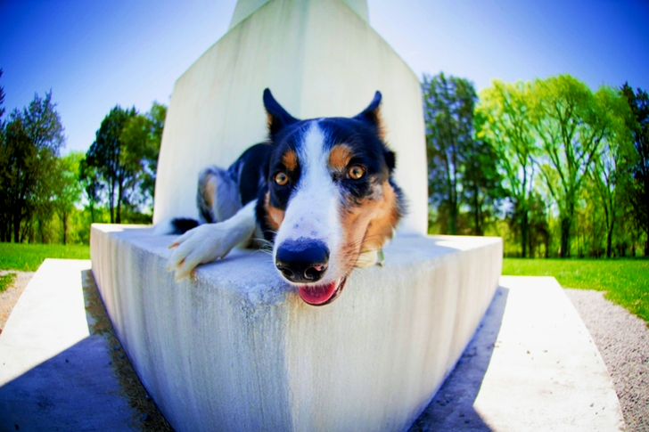 Close-up of Short-coated White, Black, and Brown Dog Lying Down on Concrete Surface