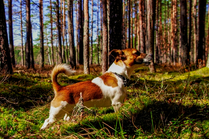 Medium Short-coated Tan and White Dog on Focus