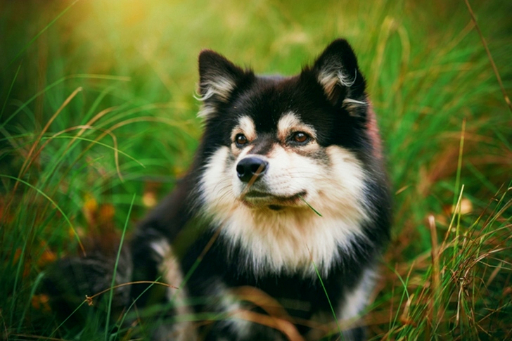 Black and White Finnish Lapphund Sitting on Grass Field