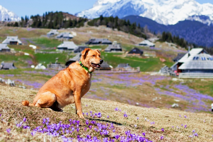 Medium Short-coated Brown Dog