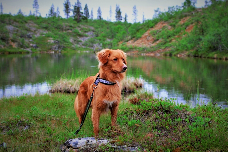 Middelgrote bruine hond