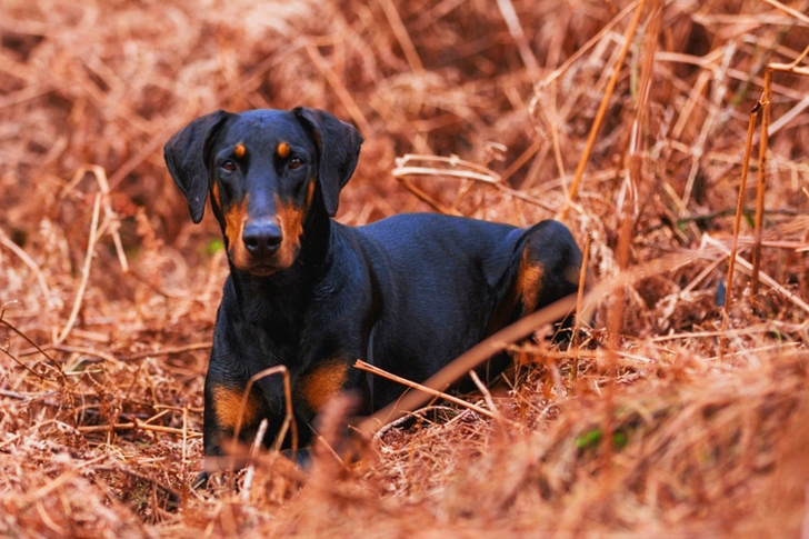 Anjing Hitam Dan Coklat Berselapis Pendek Di Lapangan Rumput Coklat