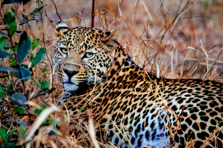 Brown Leopard on Grass