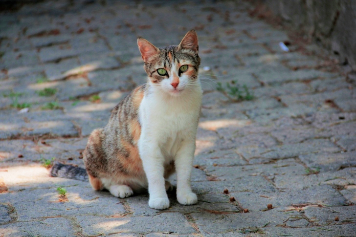 White and Brown Cat Sitting on Ground