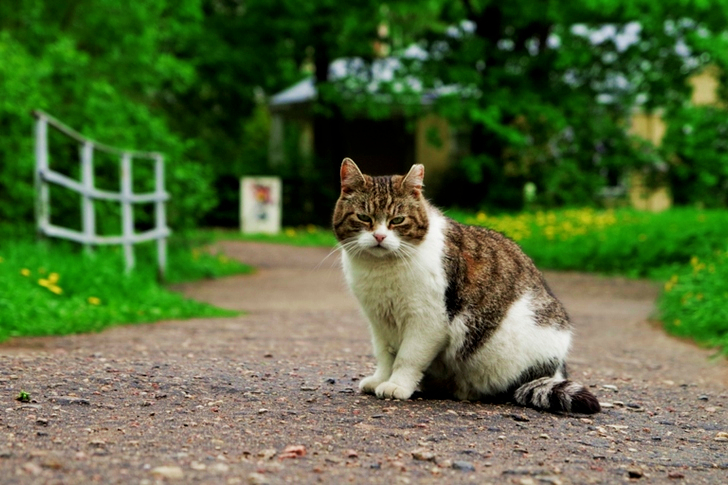 White and Brown Cat Between Path