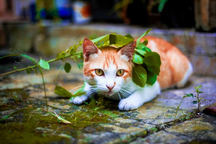 Orange and White Tabby Cat Lying on Mossy Gray Pavement Under Green Leaves Selective Focus