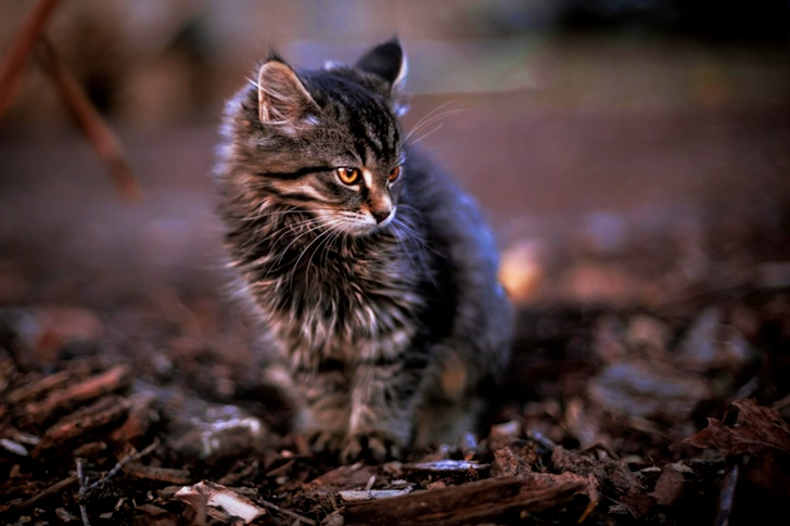 Brown Tabby Cat Stepping on Brown Dirt