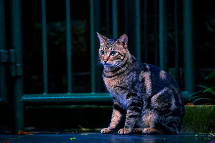 Brown Tabby Cat Sitting Near Steel Gate Outdoors
