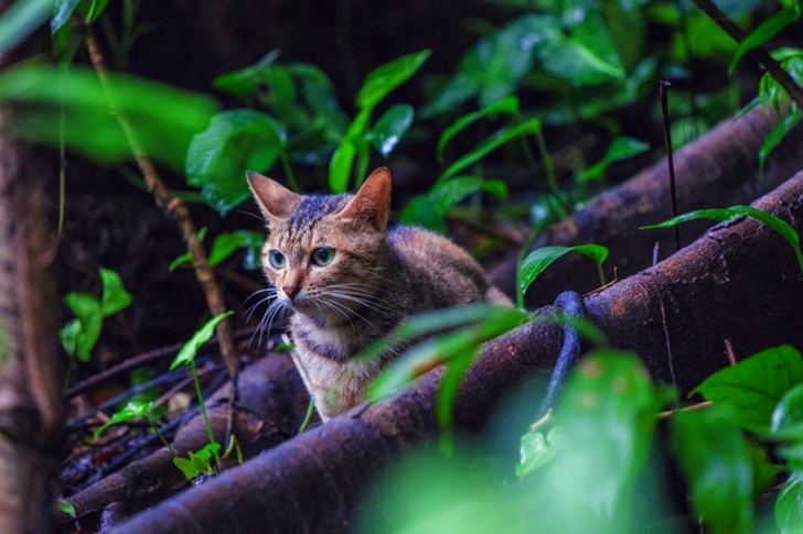 Gray Tabby Cat on Tree Rood Nature