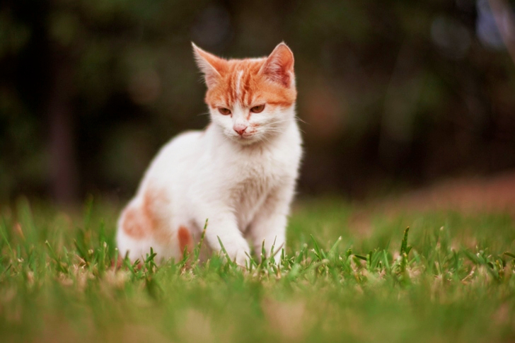 Selective Focus of Cat Sitting on Grass Field