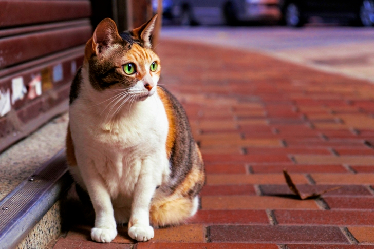 Brown and White Tabby Cat Sitting on Brown Brick Pathway