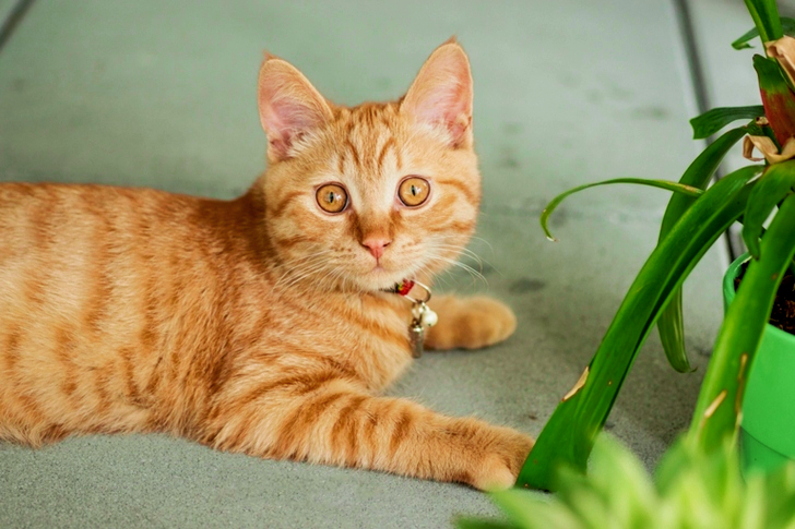 Orange Tabby Cat on Gray Pavement
