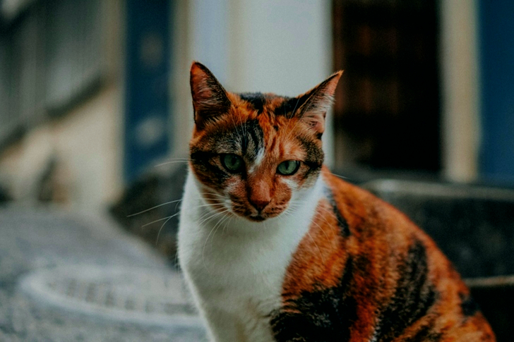Brown and White Cat