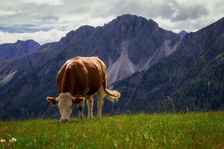 White and Brown Cow Nearby Mountains