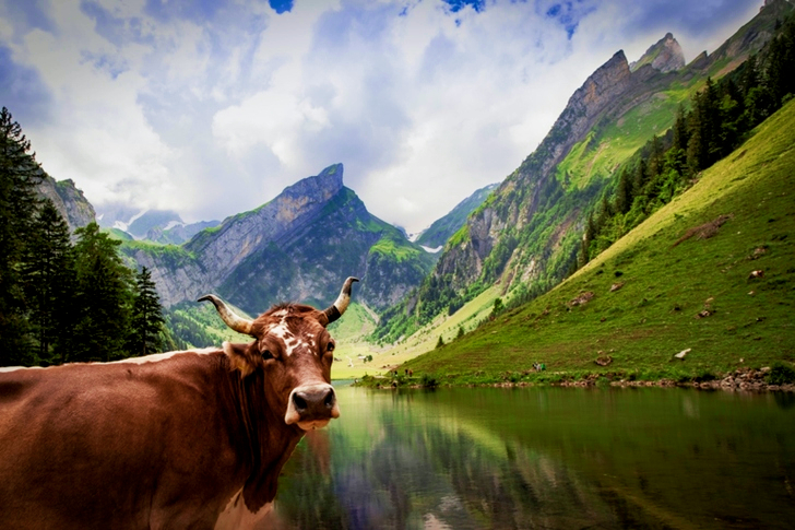 Cow Near Lake