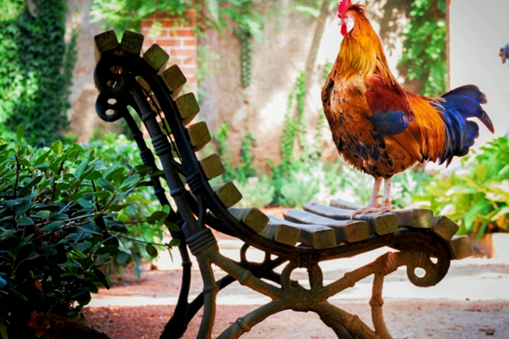Close-up of Orange Rooster on Brown Wooden Bench