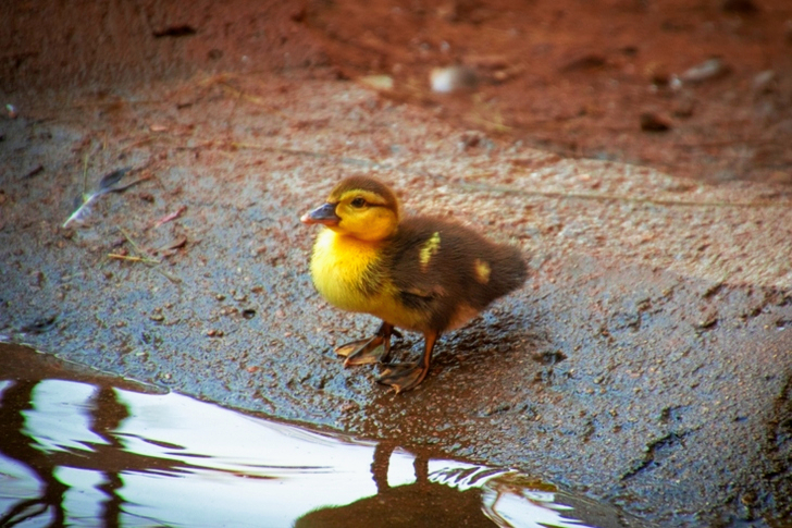 Yellow and Brown Duckling Near Body of Water