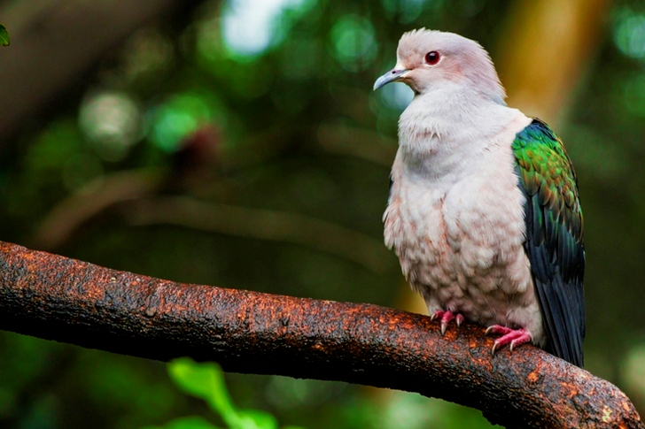 Beige and Green Short-beak Bird Perched on Trunk