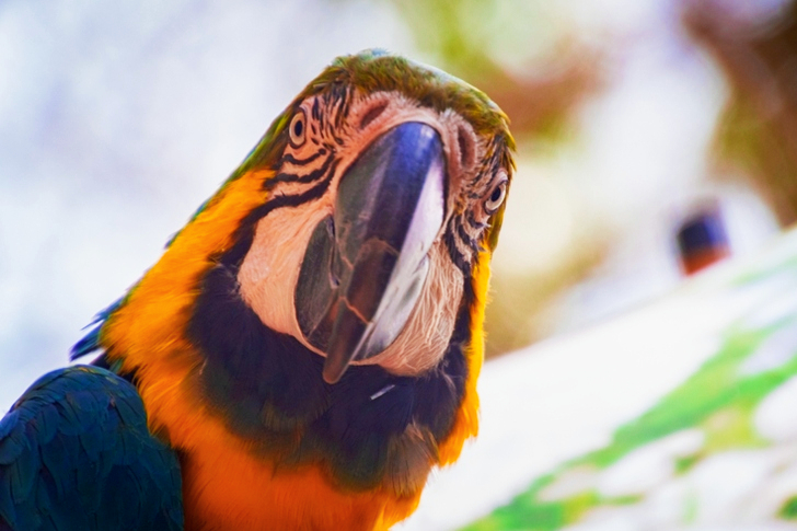 Blue And Yellow Macaw