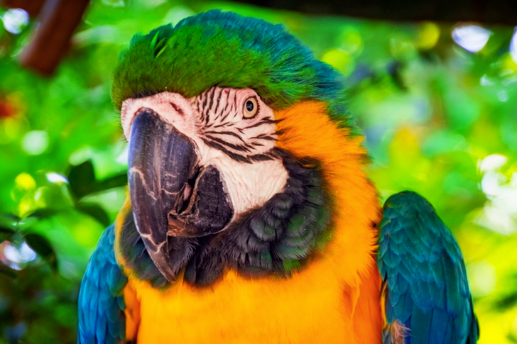 Macaw Bird