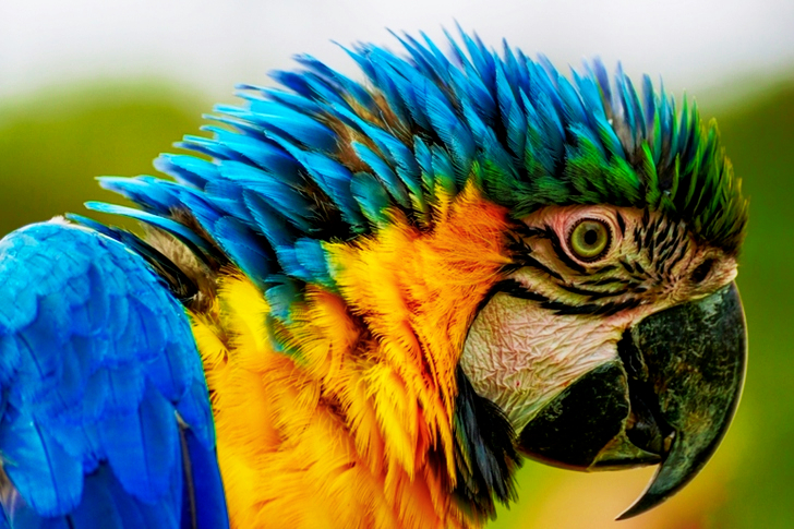 Close-up Of Blue And Yellow Macaw
