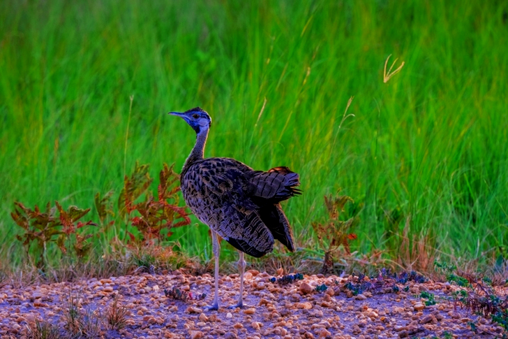 Gray Bird on Floor