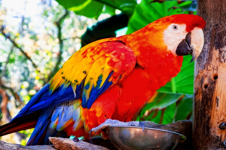 Red And Blue Parrot
