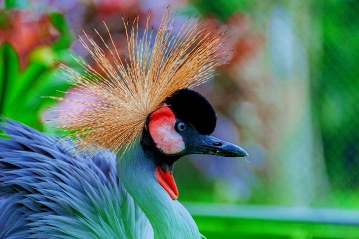 Selective Focus of Grey Crowned Crane