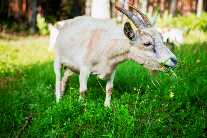 White Goat Eating Grass