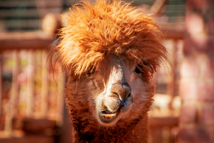 Ondiepe focus van bruine lama