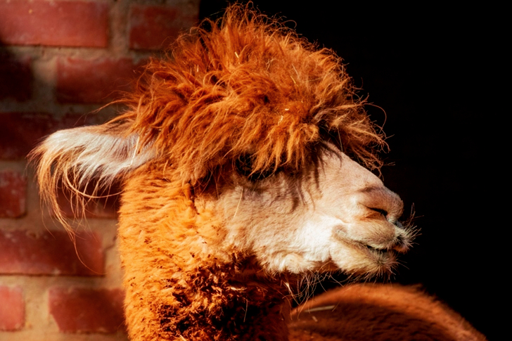 Brown Llama in Macro Shot