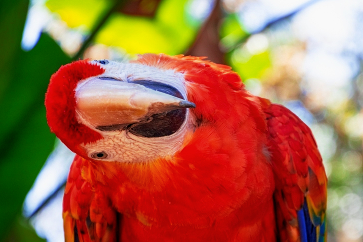 Selective Focus Of Scarlet Macaw