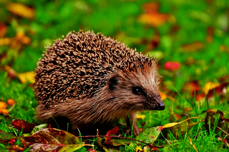 Hedgehog On Grass