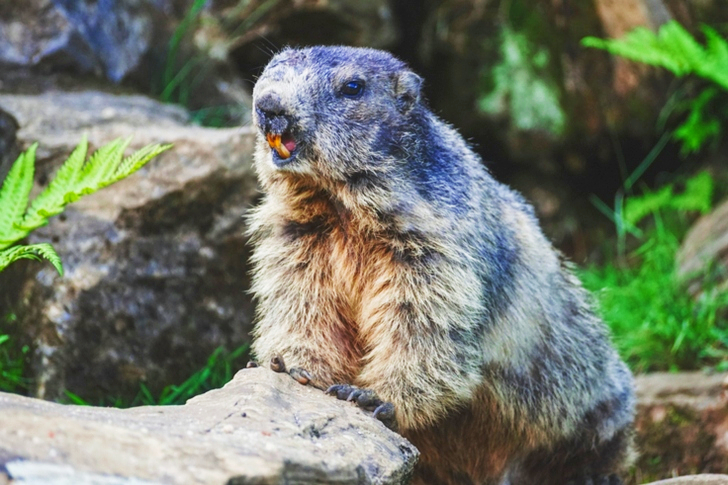 Gray Beaver Standing on Stone