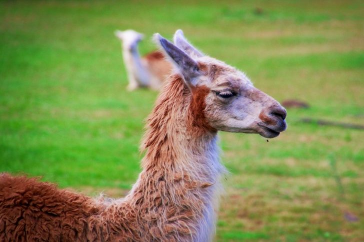 Shallow Focus of Llama