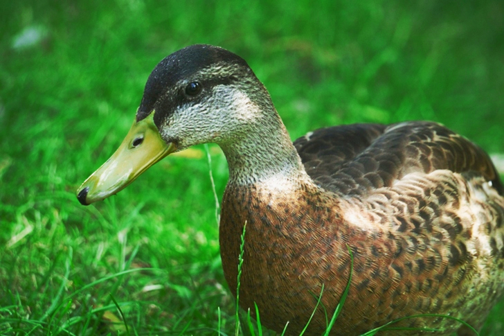 Duck