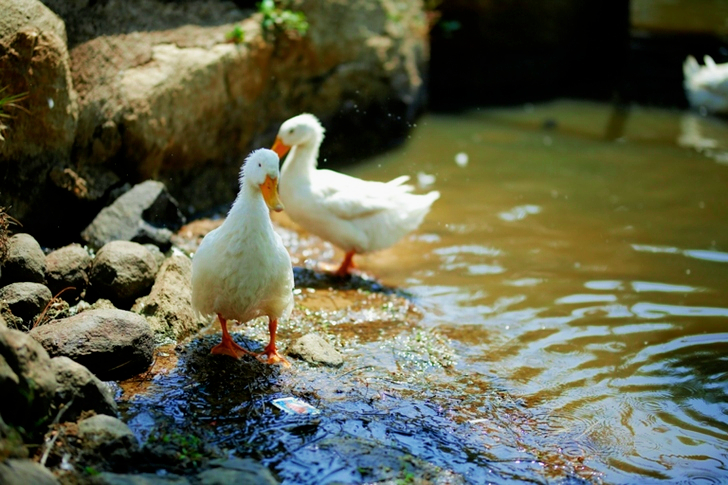 Twee witte eenden bij een waterpartij