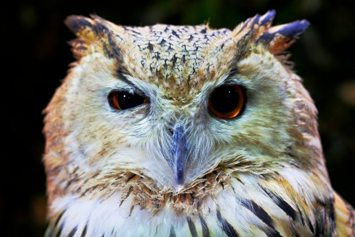 Closeup of White and Brown Owl