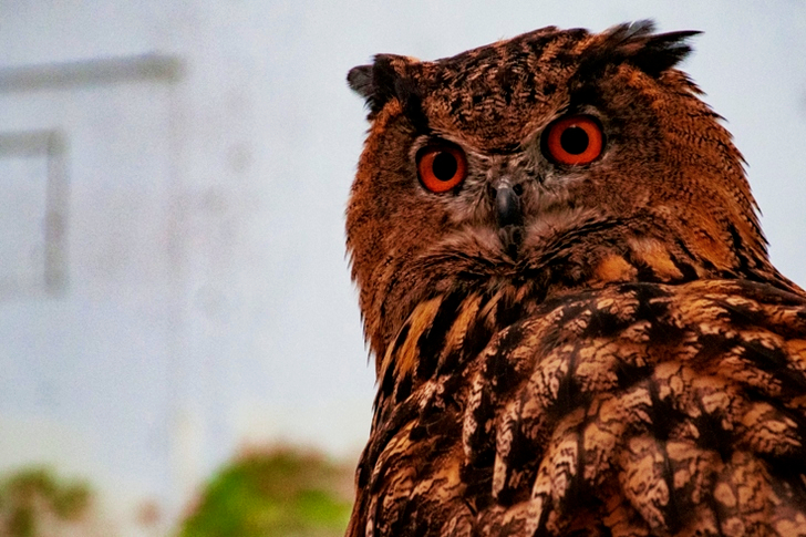 Selectieve focus van uil