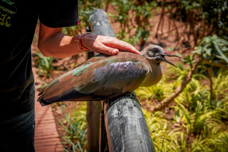 Perched Nicobar Pigeon