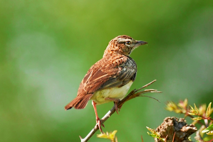 Brown Sparrow Bird Perching On Twig