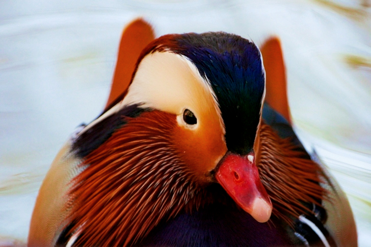 Bruine en zwarte vogel
